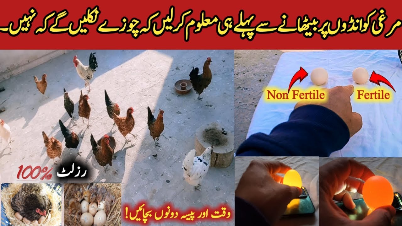How to identify hen eggs are fertile or not before hatching?