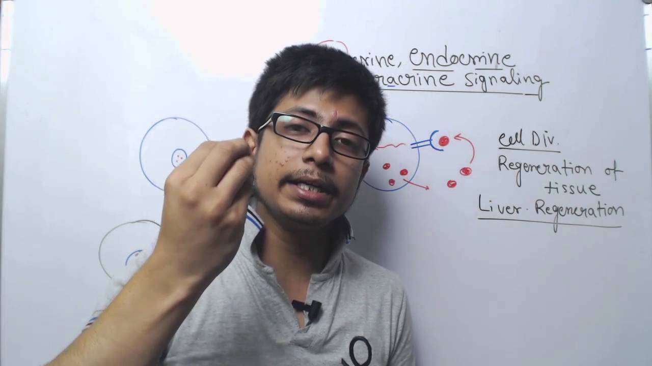 Endocrine paracrine and autocrine signaling