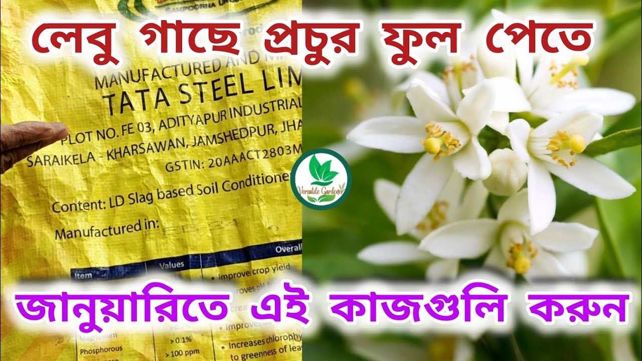 লেবু গাছ সুস্থ রেখে প্রচুর ফুল আনতে এই কাজগুলি করতে হবে | Lemo Tree Care