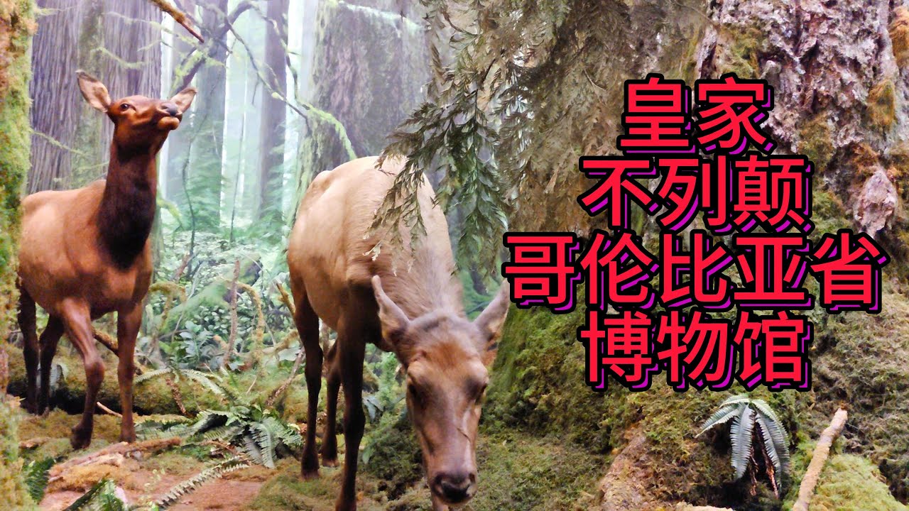 轻音乐/平静/放松/精神疗愈/Royal BC Museum皇家不列颠哥伦比亚省博物馆