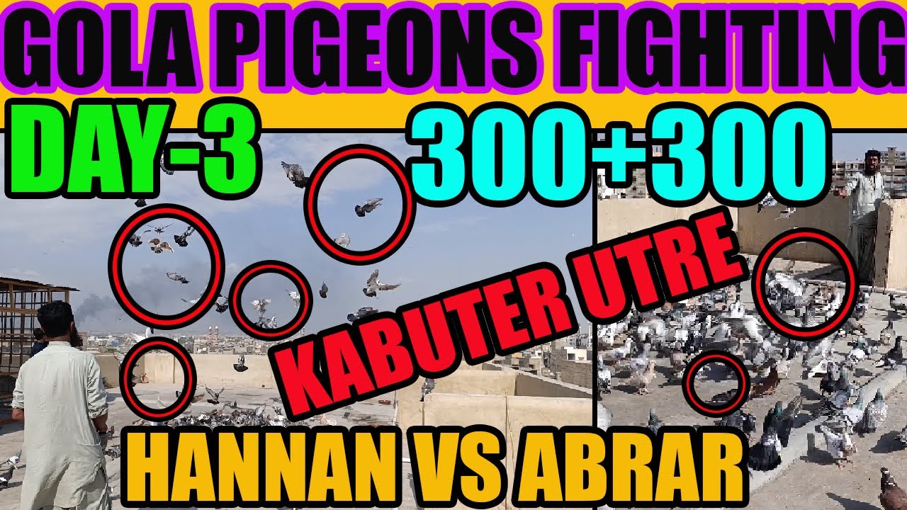 300 Koray Kabooteron Ki Larraya DAY-3 Gola Pigeons Fighting Hannan VS Abrar Catching Kabootar Pakray