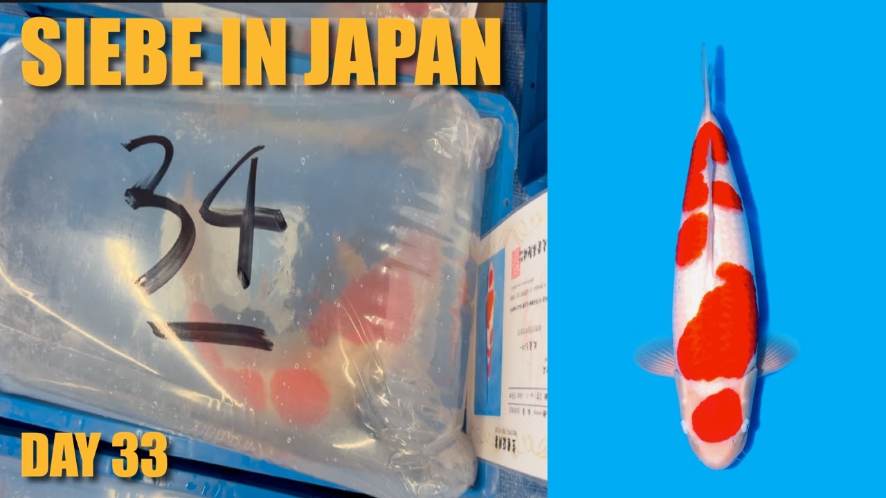 2x Geluk bij Niigata Breeders Auction  | Siebe In Japan Day 33