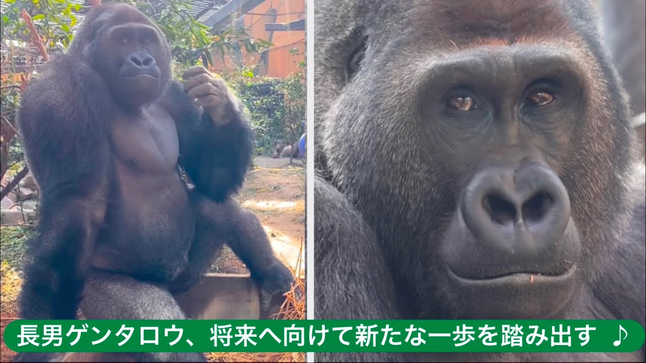 Горилла⭐️ Впервые смотритель зоопарка разлучил Гентаро с его родителями на целый день. [Момотаро]