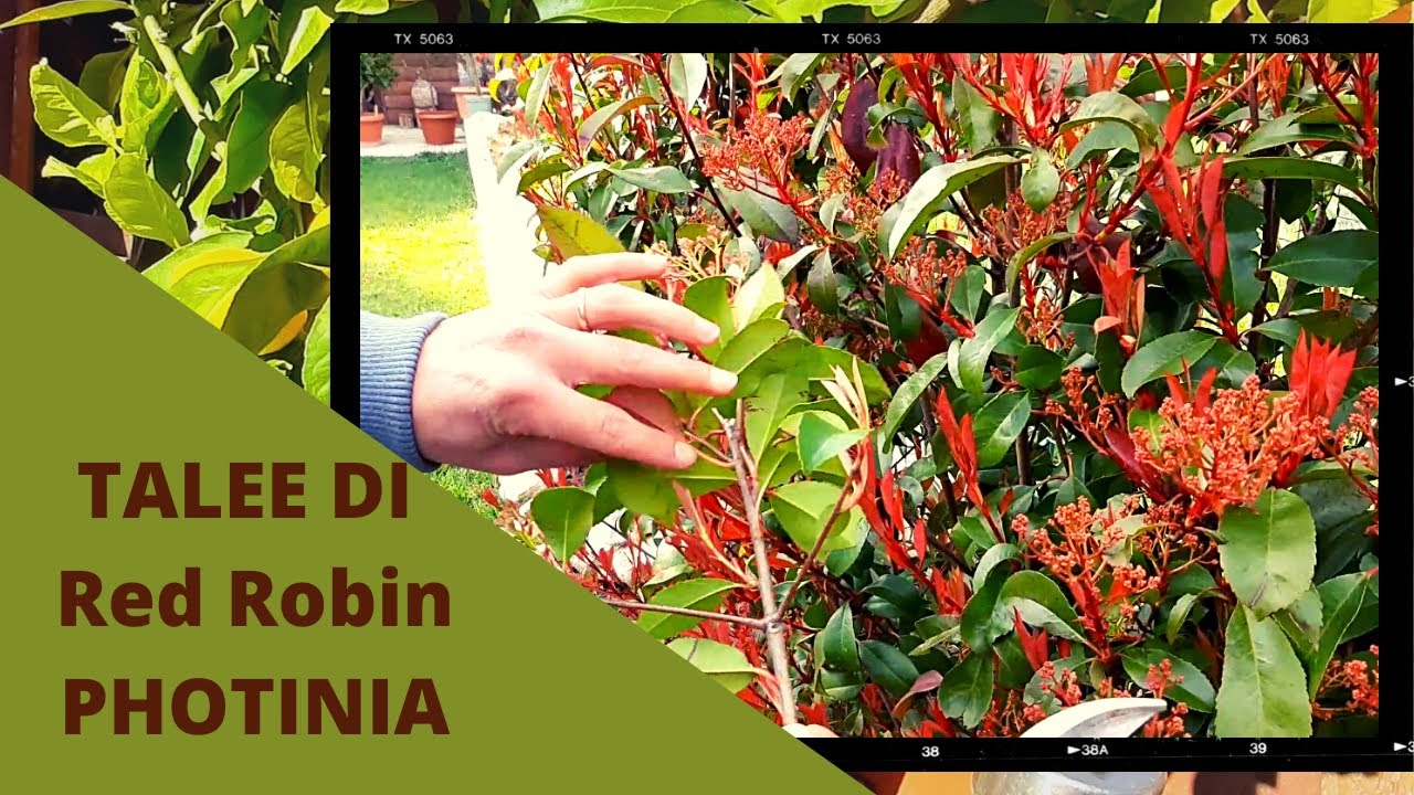 Red Robin da talea - PHOTINIA. Come Fare TANTE Talee