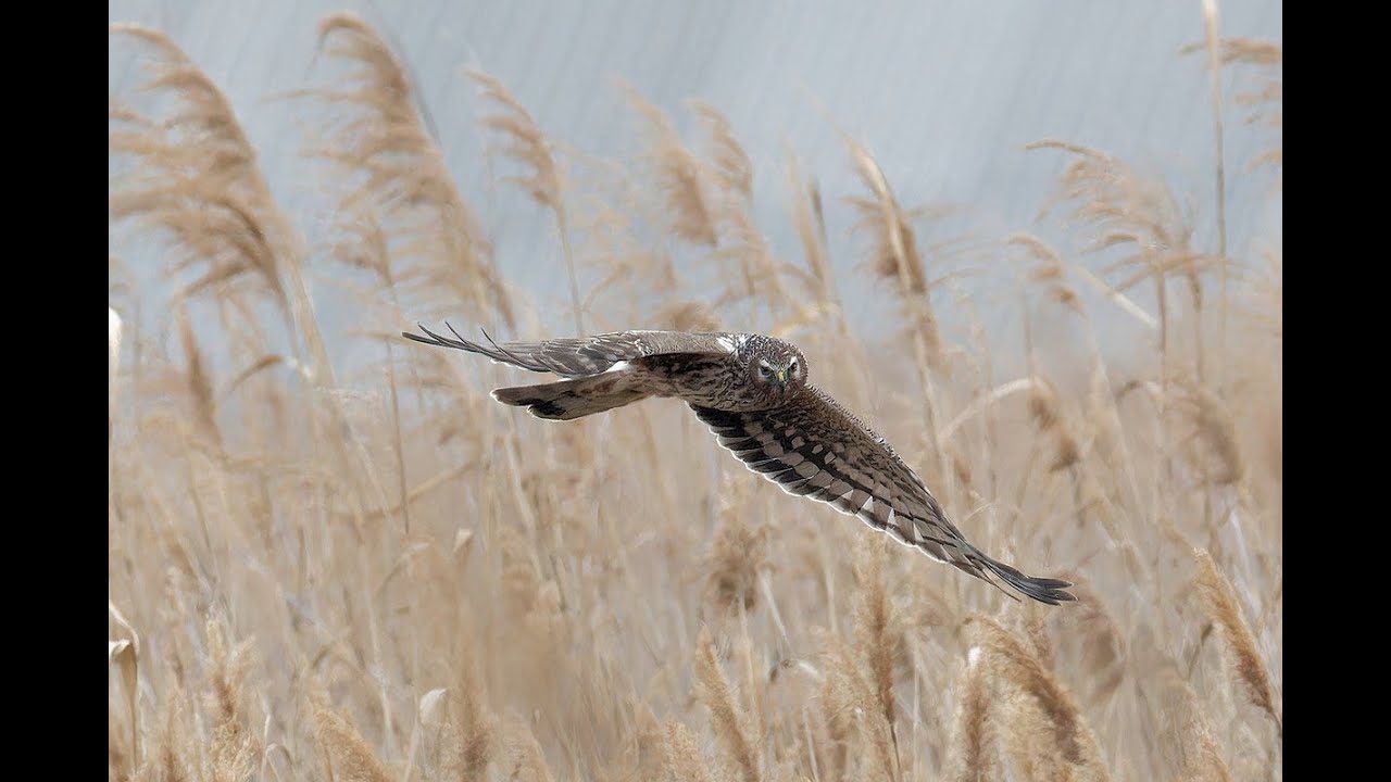なんと！都会の真ん中でハイイロチュウヒと2羽のチュウヒが乱れ飛ぶ！（1,543枚のパラパラ動画）