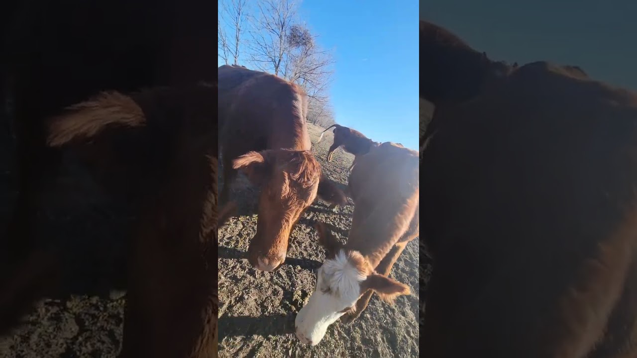 POV: Sorting the yearling calves from the cows!
