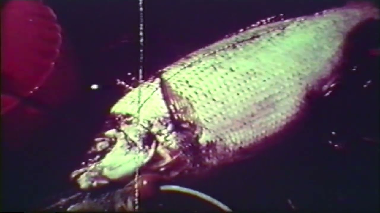 Peces y Arpones historia de la pesca submarina de España