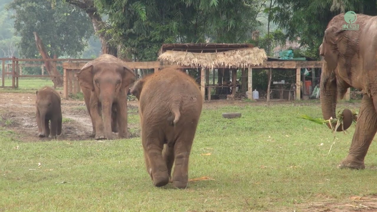 Baby Elephant Wan Mai Run To See Her Friend And Have A Conversation - ElephantNews