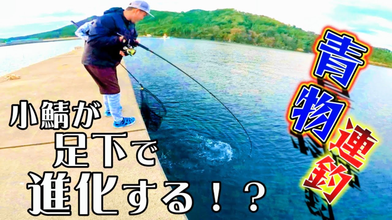 【海釣り 青物 】ショアジギングは小鯖が掛かってからが勝負！足元で進化する青物！？