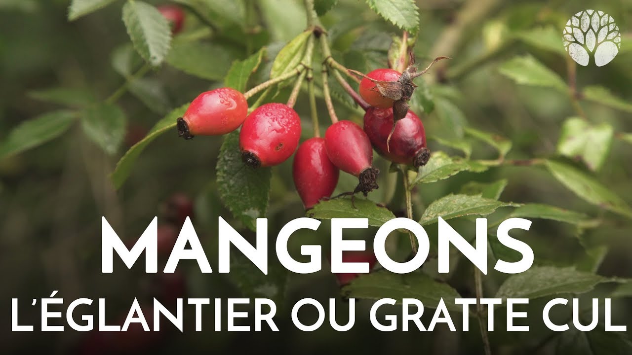 Mangeons l'églantier, cynorhodon ou gratte cul