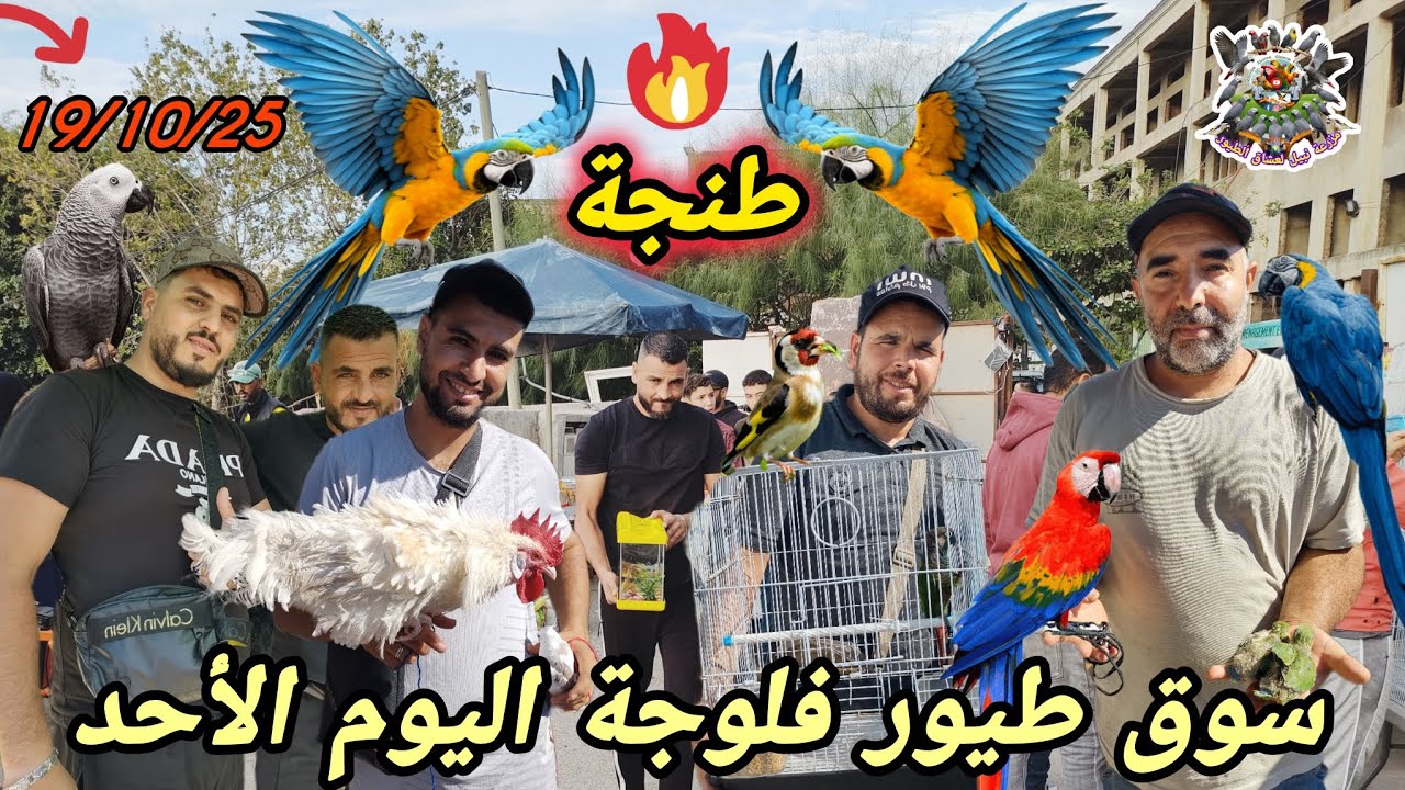 أغرب أنواع الببغاوات والحسون #طنجة #فلوجة أسعار مفاجأة وكيف يكسب البائعون ثقة الزبائن 🐦🔝