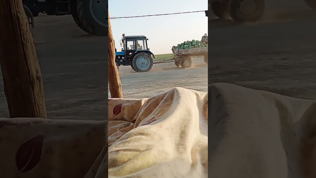 Шардараның бригадасы және Қоссейіт ауылының бригадасы қарбыз артудан жарыс.. 24.06.2023ж.