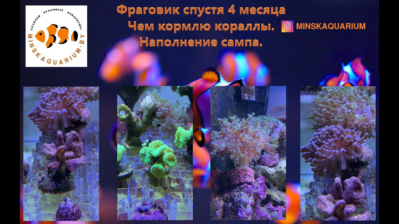 Фраговик через 4 месяца на соли Марисоль Риф. Заполнение сампа. Чем кормлю кораллы. Добавка Биориф.