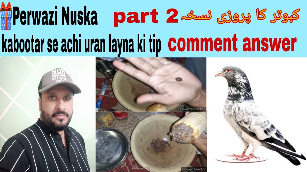 ya tip ap ko koi nahi batay ga kabootar uraney ki part 2