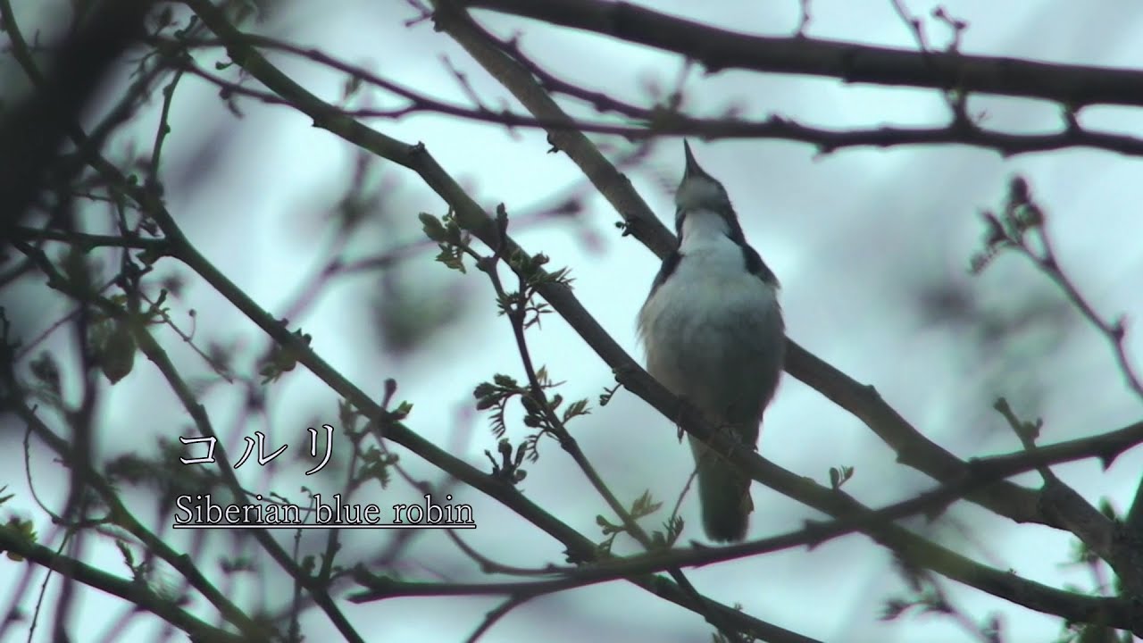 コルリの鳴き声 [Siberian blue robin]