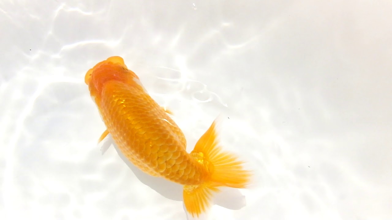 DSCF6809