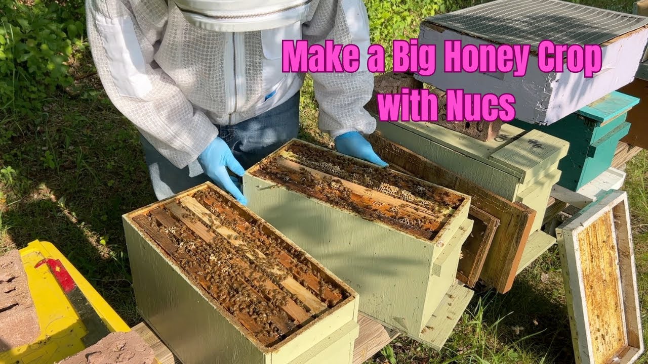 How to Make a Honey Crop from Nucs