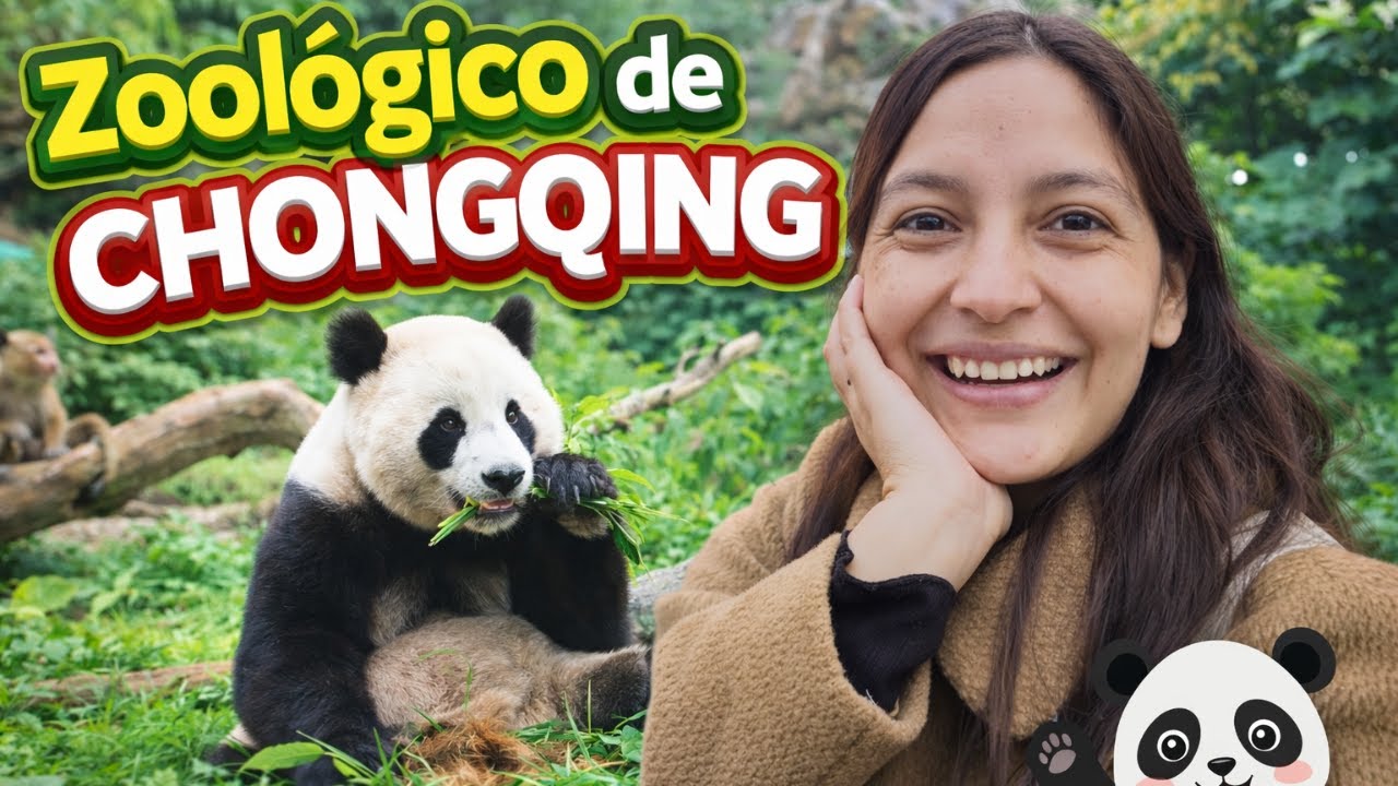 Zoologico de Chongqing | Conociendo a los pandas 🐼