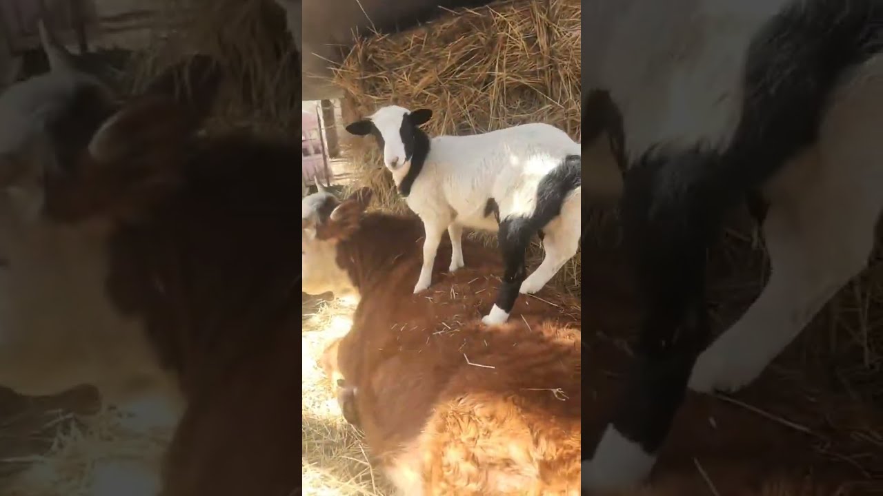 animal hangout. join us!!