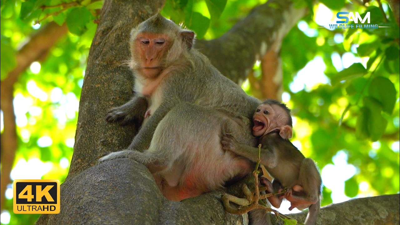 Feeding Time Lessons: Button's Patient Teaching