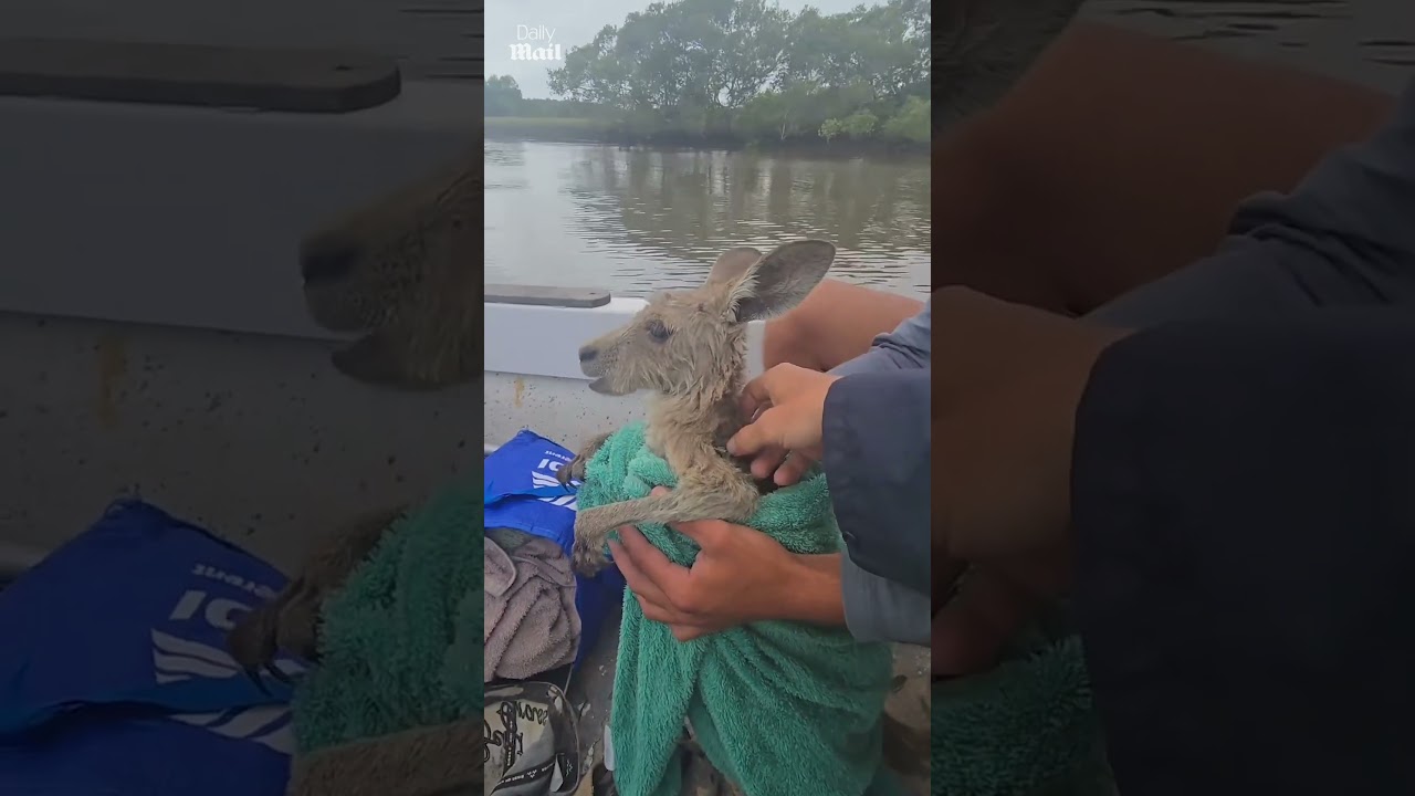Baby kangaroo rescued after Cyclone Alfred