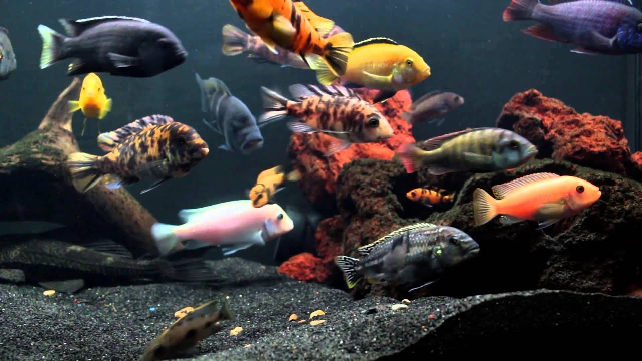 Hardscaping With African Cichlids