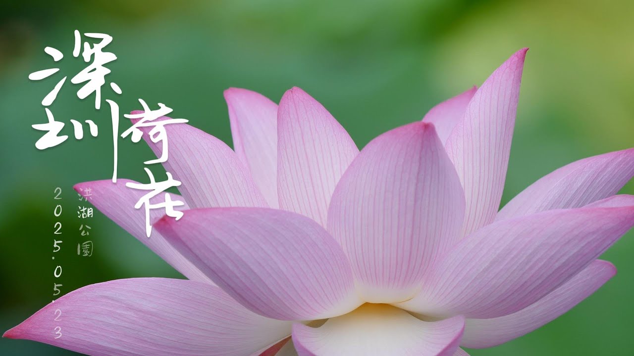 深圳洪湖公園 荷花 盛放 4K