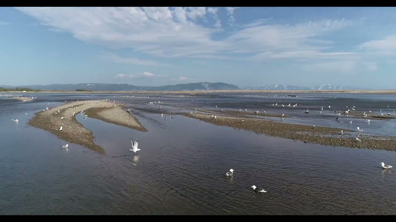 Магадан 2018 полет от 06 07 Нюкля чайки устье р Ола часть   5   DJI 0196