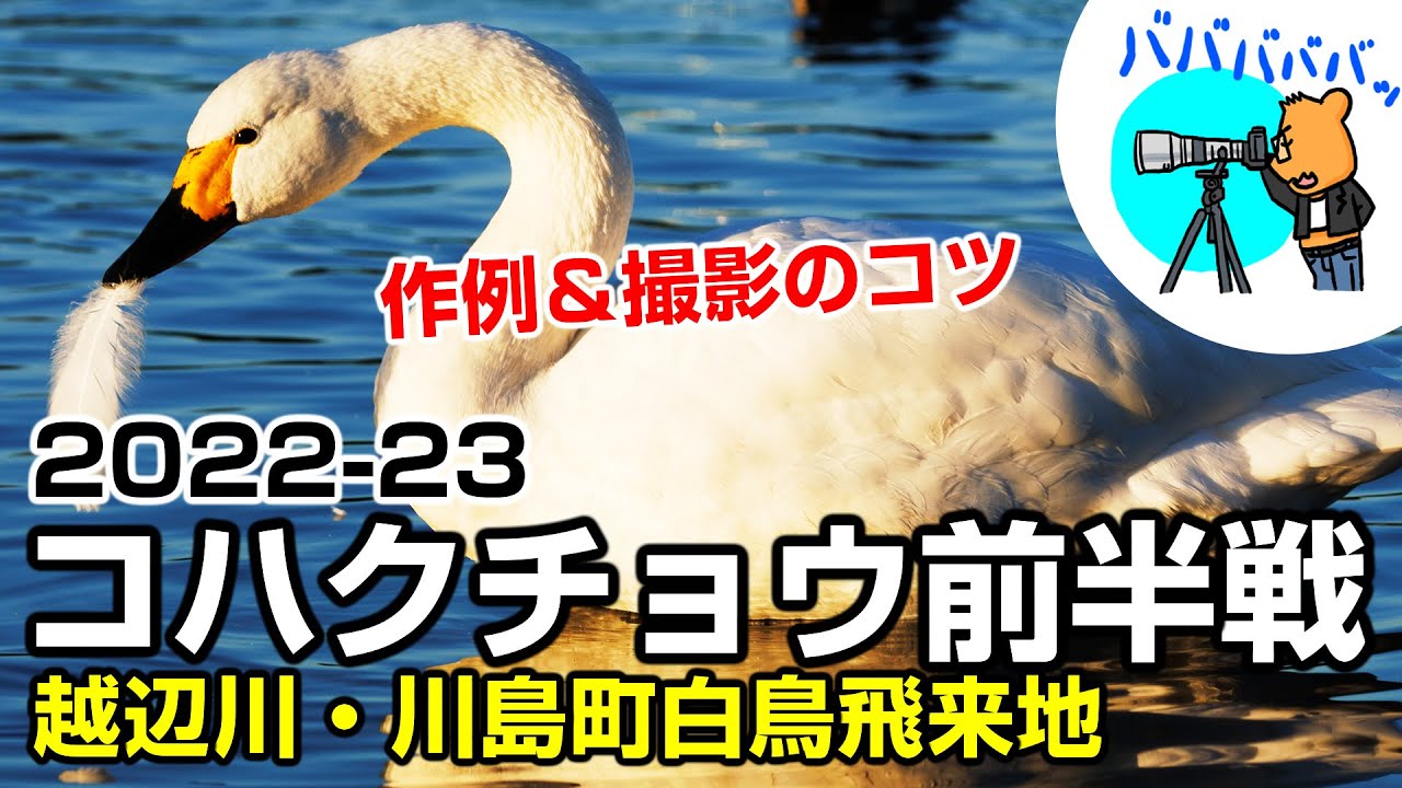 EOS R3でコハクチョウシーズン前半戦を激写！at川島町白鳥飛来地（越辺川）
