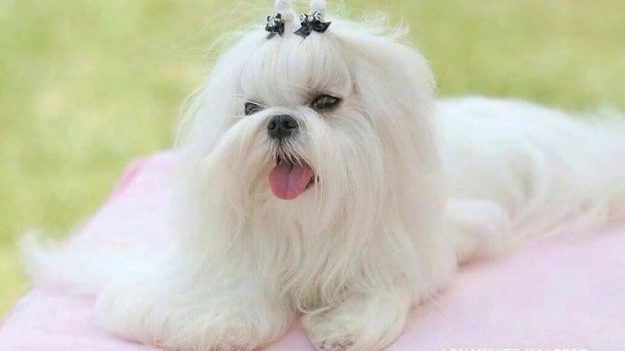 Maltese - Μαλτέζ. Συνέντευξη με την εκτροφέα Ντίνα Νάτσου Επ.16