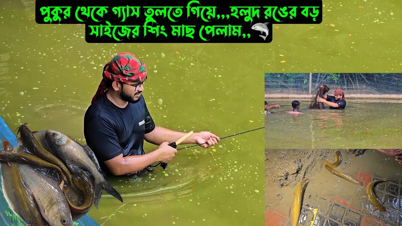 পুকুর থেকে গ্যাস তুলতে গিয়ে,,,হলুদ রঙের বড় সাইজের শিং মাছ পেলাম,,🦈