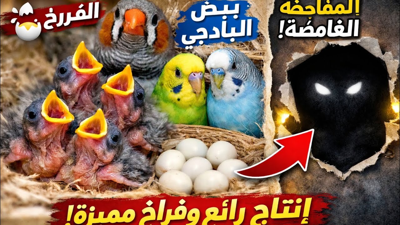 محمية الطيور شوفتكم انتاج المحميه خروج وجبة من افراخ الزيبرا ☺طيور الحب بيضن شوفو المفاجئ