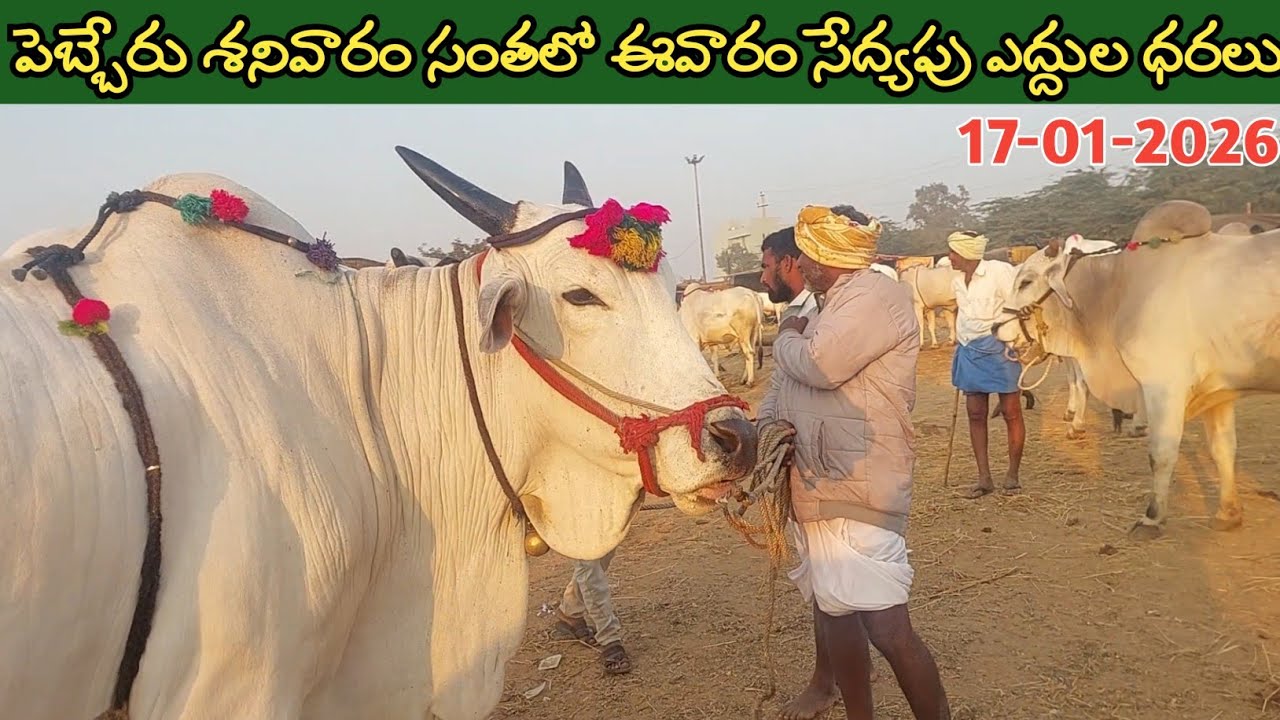 పెబ్బేరు శనివారం ఎద్దుల సంత | Pebbair Saturday Bulls market | Oxen prices | 17-01-2026 