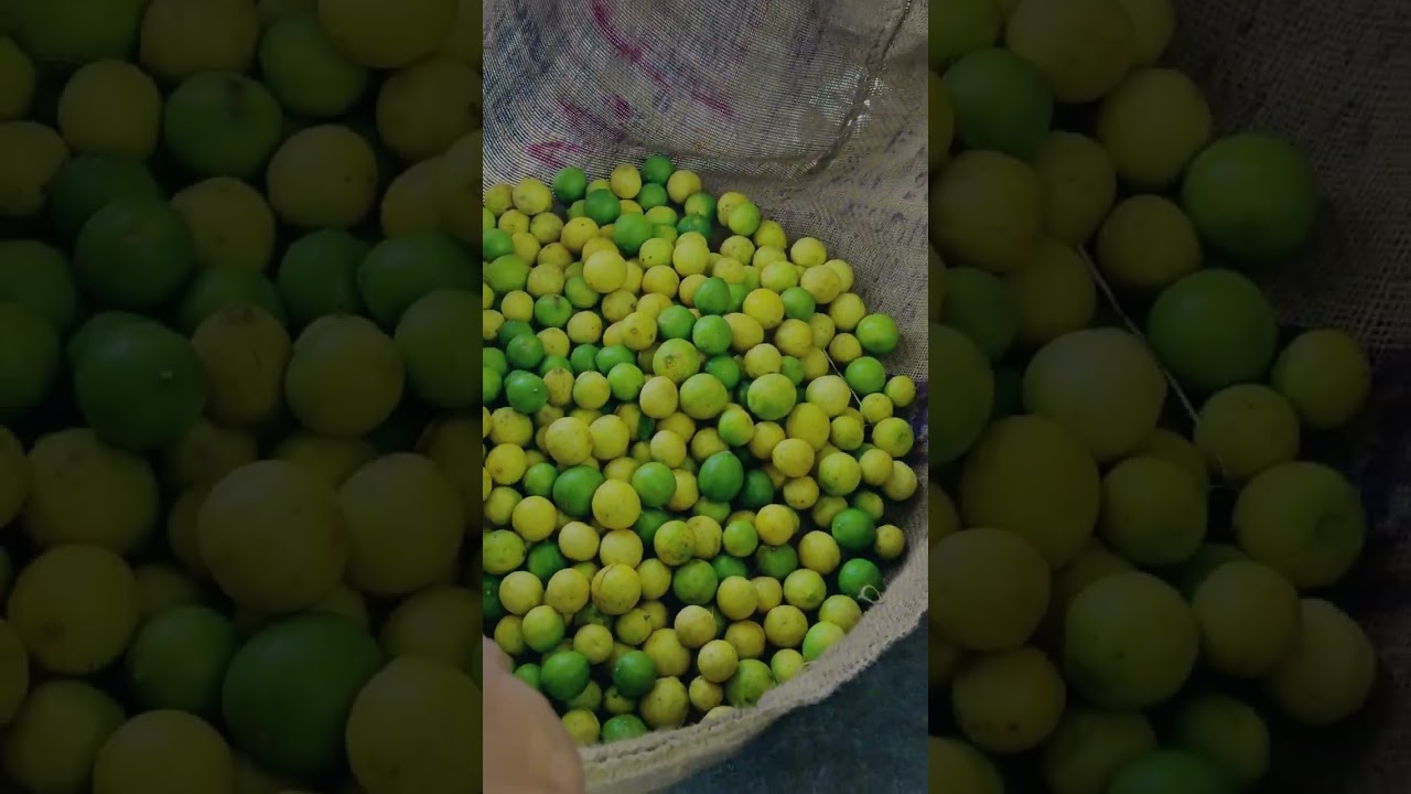 मे.आदिक वांगणे लेमन कंपनी.श्रीगोंदा. बुधवार दिनांक. 22/10/2025 झालेले लिंबू  नीलाव.