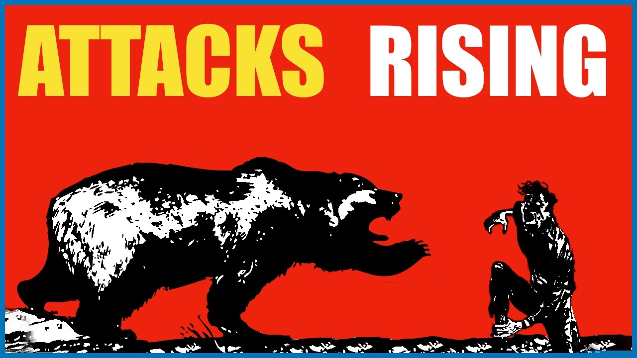 Why Are Bear Attacks Rising in Japan?