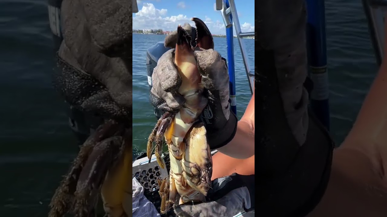 Stone Crabbing 101: Taking Off a Claw!