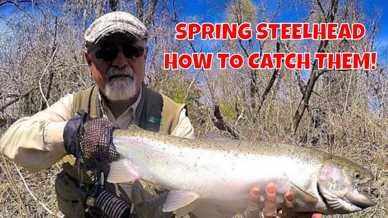 Spring Steelhead | Credit River