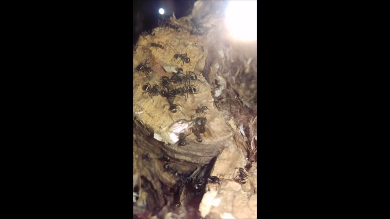Polyrhachis dives - Kopulation der Geschlechtstiere