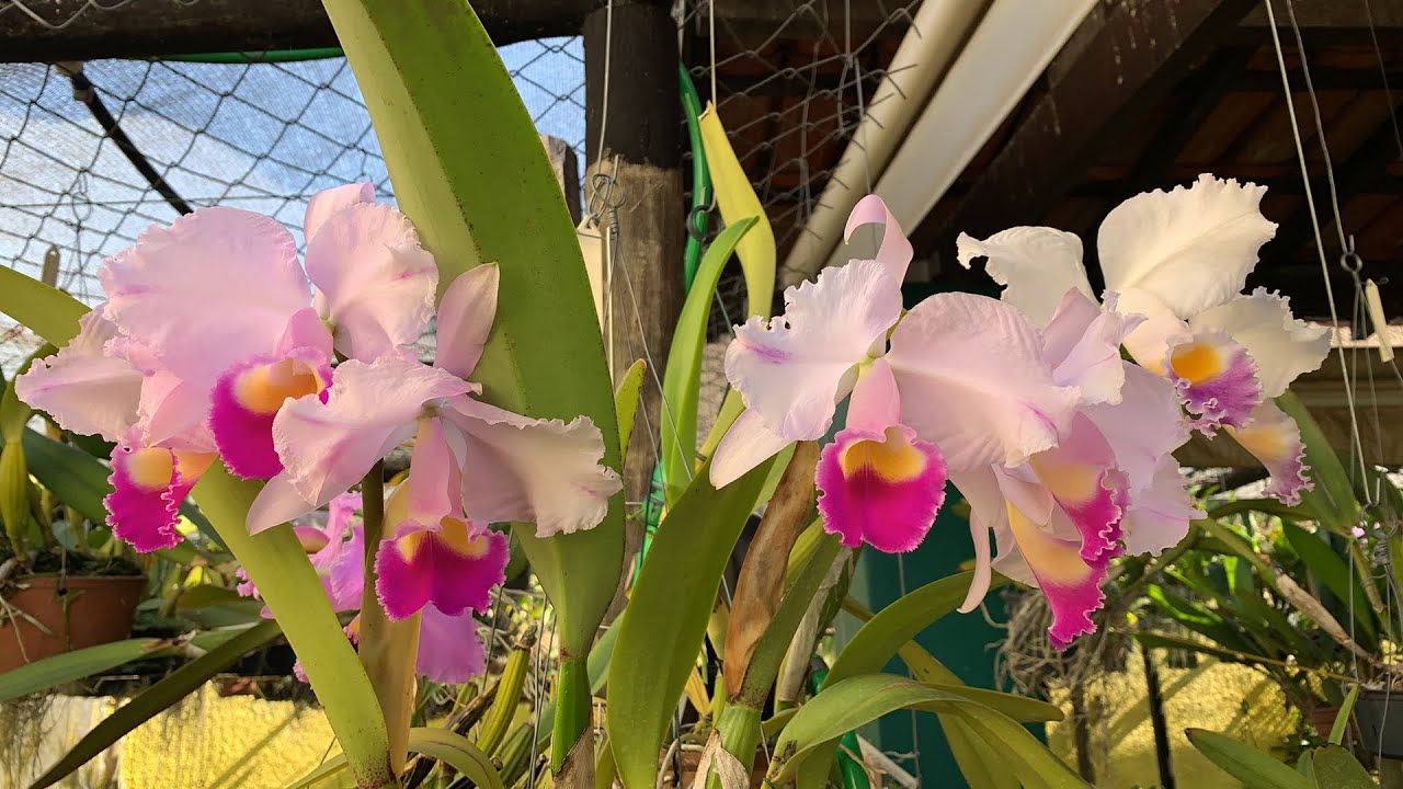 Cattleya trianae e tour no orquidário