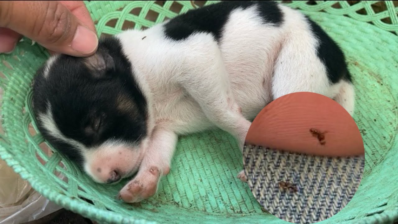 7-Day-Old Puppy With Fleas | Newborn Puppy Care &Cleaning