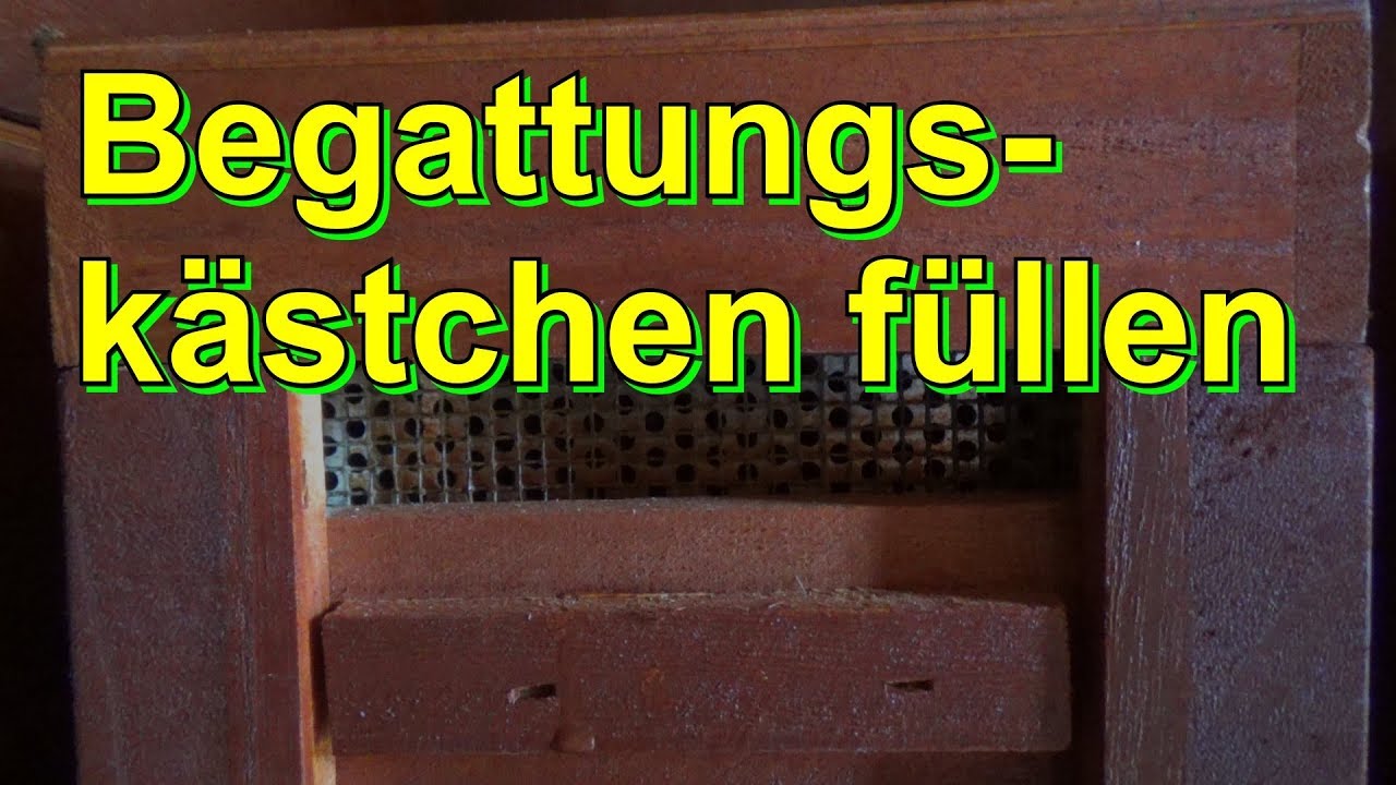 Apidea Begattungskästchen füllen