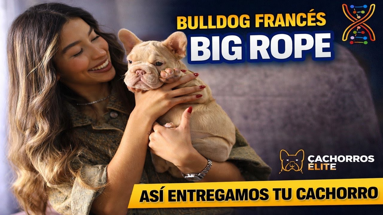 Bulldog Francés Big Rope 🧬 La línea más exclusiva | Así entregamos en Cachorros Élite