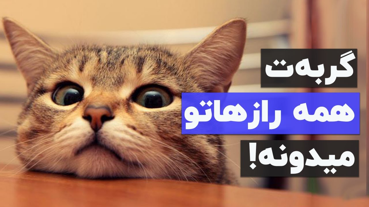 🤫😵‍💫گربه ها چی درباره ما می‌دونن که خودمون خبر نداریم؟