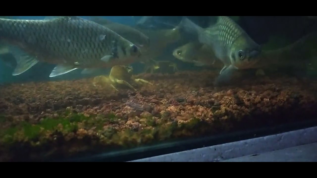 Ikan Lukas Di Akuarium