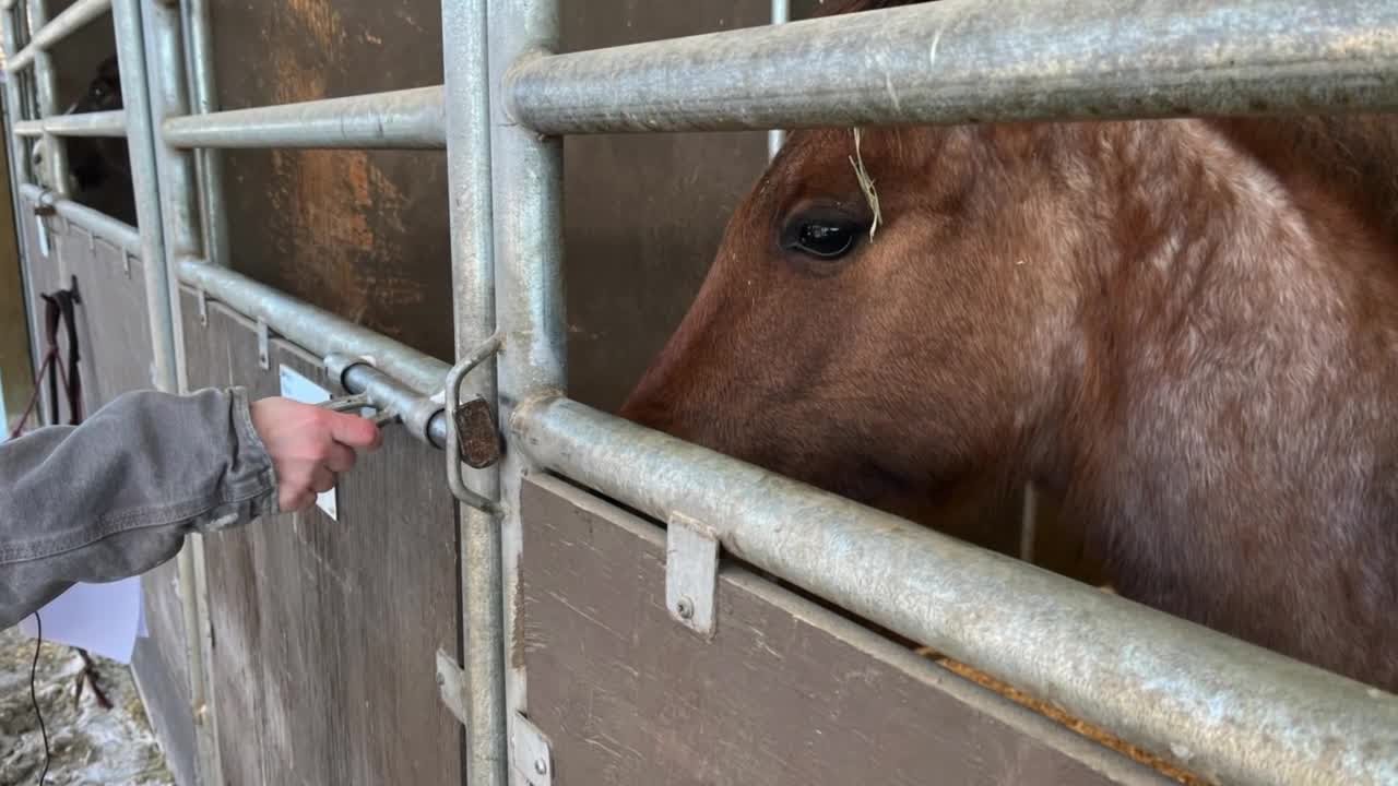 Tips to keep livestock, horses safe during extreme cold