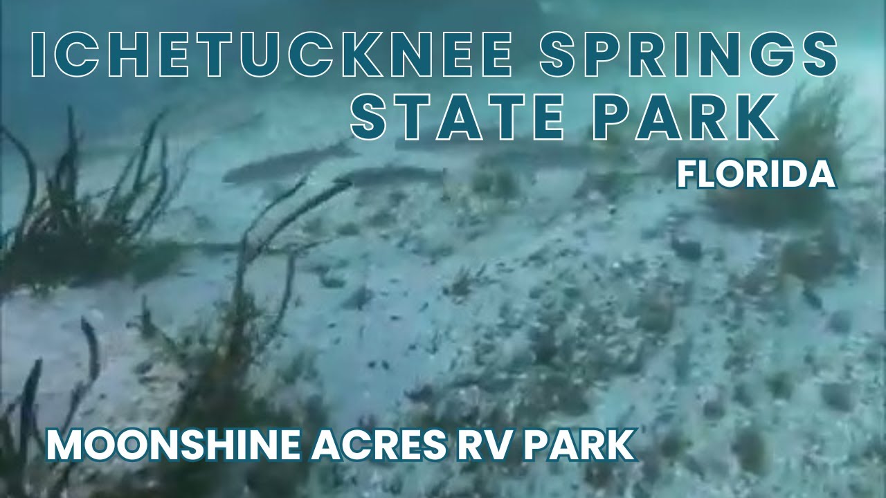 Camping Moonshine Acres RV Park & Ichetucknee Springs State Park Fort White Florida