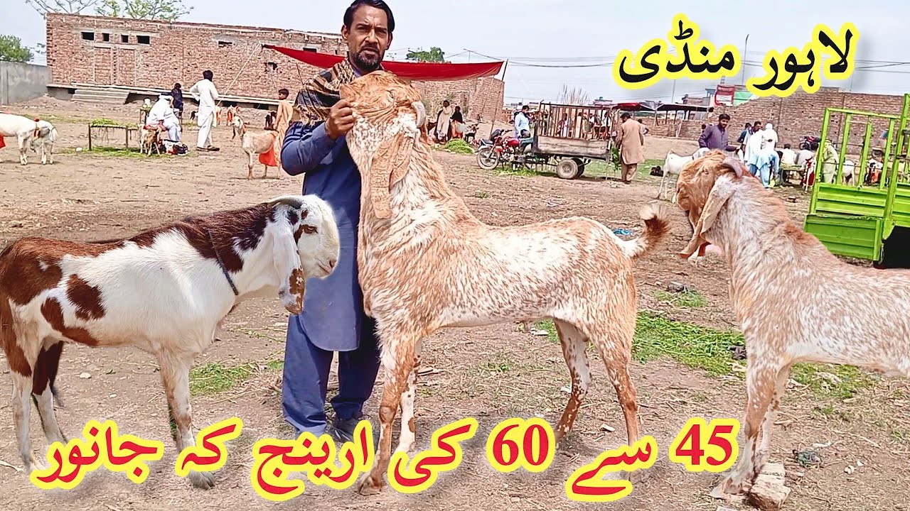 Lahore Mandi update Qurbani 2026 makkhi chini bakre rajanpuri bakre desi chhatra Sindhi Mundra