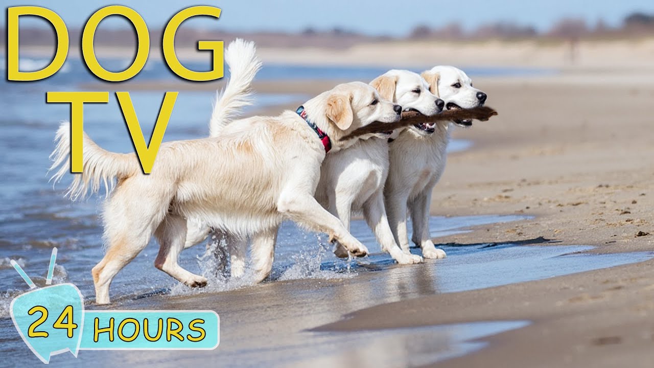 DOG TV for Dogs to Watch: Best Videos Prevent Boredom for Dogs When Home Alone - Relax Music for Dog