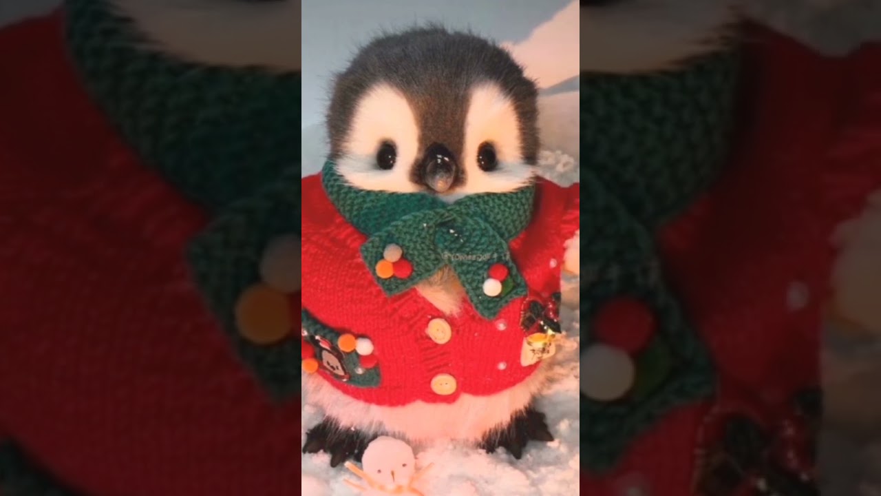 what animal next tell me in the comments section 
