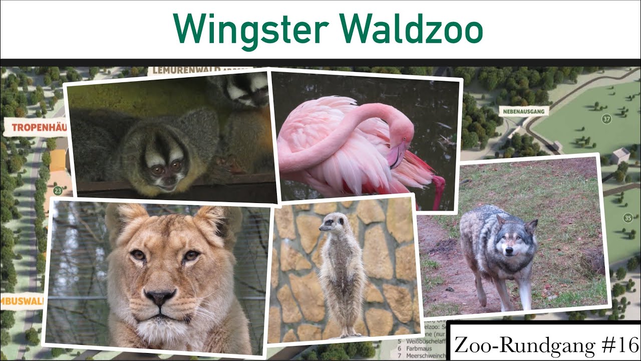 Wingster Waldzoo 2022 | Zoo-Rundgang #16